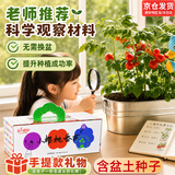 IAM City Farmer工位种菜番茄儿童种植观察盆栽套装DIY幼儿园绿植生日礼物10102