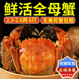 【活蟹】澄鲜生大闸蟹全母2.3-2.6两6只去绳足重鲜活母螃蟹现货礼盒包邮 源头直发