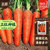 北蔬胡萝卜种子苗黑田五寸红家庭种蔬菜种籽 新黑田红笋胡萝卜种子30g