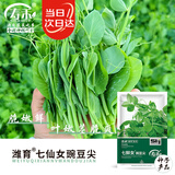 寿禾豌豆尖种子种苗四季家庭盆栽蔬菜籽 七鲜女豌豆尖种子200g*2袋
