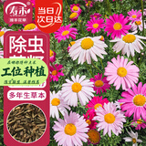 寿禾除虫菊种子苗混色多年生庭院花卉种籽 除虫菊种子12g约4800粒