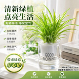 泰西丝金边吊兰室内好养花卉盆栽吸甲醛桌面绿植物水培水养吊兰源头直发