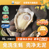 贝司令鲜活免洗生蚝乳山生态牡蛎XL 净重4斤 16-22只 源头直发中秋送礼