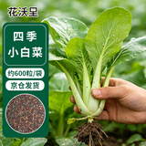 花沃里四季小白菜种子约600粒 蔬菜种子四季萝卜种籽家庭盆栽/庭院种植