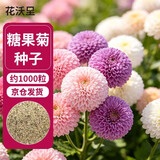 花沃里糖果菊花种子约1000粒 花卉种子阳台种菜土盆栽蔬菜种子庭院草籽