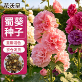 花沃里蜀葵花种子约200粒 花卉种子盆栽阳台种菜土四季草籽阳台庭院田间