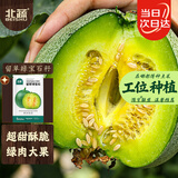 北蔬甜瓜种子种苗绿宝石薄皮香瓜四季瓜种籽 留翠绿宝石种子约60粒