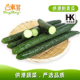 東昇供港刺青瓜500g 黄瓜 凉拌炒菜  广州蔬菜新鲜配送