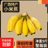 广西小米蕉当季新鲜应季水果日日鲜香甜小香蕉芭蕉孕妇水果整箱 净重9斤 酸甜口的小香蕉