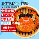 【活蟹】湖鲜阳澄 大闸蟹 去绳足重 全母蟹3.3-3.6两12只 鲜活超大螃蟹海鲜中秋礼盒装