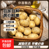 京喜加新鲜黄心土豆农家自种黄皮马铃薯黄心洋芋减脂早餐新鲜蔬菜 黄心土豆 8斤 带箱 50g起/单果