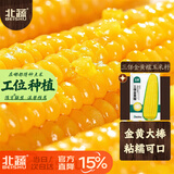 北蔬 黄糯玉米种子种苗粘糯大棒粘苞米种籽 三保金黄糯玉米种子50g