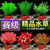 疯狂水草（FKSC）鱼缸水草蜈蚣草鱼缸造景专用真水草懒人水培植物净化水质直接入缸 【赛级精选】热门水草套餐D（送营养液