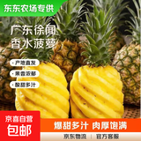 【东东农场专供】徐闻香水菠萝生鲜时令应季热带水果酸甜多汁菠萝 4-6个装净重8.9-9.3斤 徐闻菠萝单果650克起