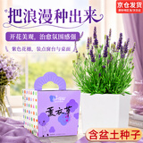 IAM City Farmer薰衣草DIY趣味种植盆栽多年生花卉种植植物开学季中秋节礼物10089