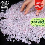寿禾雨花石石头鹅卵石装饰造景石子 1kg迷你粉白水晶雨花石0.5-0.8cm