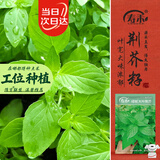 寿禾 荆芥种子苗大叶农田菜园可盆栽蔬菜种籽 大叶荆芥种子8g约4000粒