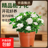 栀子花盆栽四季卉植物室内绿萝绿植茉莉花带花苞开花好养树苗植物 【带花苞】精品90#栀子花（原盆土） 送营养液