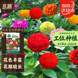 北蔬 百日草花种子苗百日菊混色重瓣四季花籽 混色百日草种子约1000粒