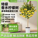京东绿植客厅大型香水柠檬树不带花果绿植四季植物真盆栽德邦发货源头直发