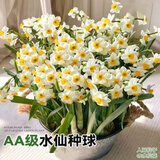 沭之美漳州水仙花种球水培年宵花卉耐寒室内外桌面阳台好养植物源头直发