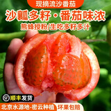 密农人家新鲜现摘流沙番茄沙瓤包邮  酸甜爆汁自然熟 西红柿普罗旺斯 番茄 4斤 流沙番茄中大果（1斤2-4枚）