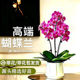 双盟中秋节送礼玫红四株蝴蝶兰带花苞易养兰花卉绿植盆栽瓷盆源头直发