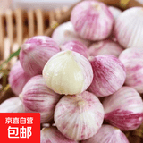 云南紫皮独头蒜干蒜果经3.0mm+ 大果直径3.0左右（7头）