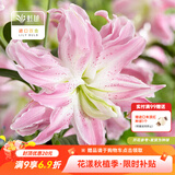 虹越（HONGYUE） 进口百合种球3球装 盆栽地栽易养东方香水百合花卉裸球 【重瓣东方百合·3球】莲花雅致 (12/14)
