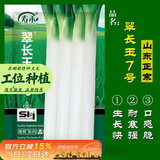 寿禾长白大葱种子苗山东铁杆香葱籽 翠长玉7号(长白大葱)种子15g*2袋