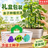IAM City Farmer盆栽黄瓜DIY趣味儿童种植盆栽可食用植物开学季中秋节礼物10099