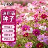 花沃里波斯菊花种子约10g/包 花卉种子家庭盆栽花籽阳台办公庭院草籽