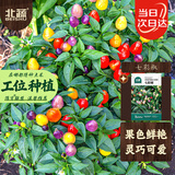 北蔬 七彩椒种子种苗五彩泡椒可观赏盆栽蔬菜种籽 七彩椒种子100粒