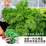 寿禾寿光羽衣甘蓝苗可食用带土秧苗山东大钵蔬菜苗源头直发包邮