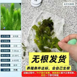 金鱼藻水草淡水浮萍蜈蚣草绿菊池塘制氧净化水质水族鱼缸好养易活 精选金鱼藻5棵【没根 底部易黄】