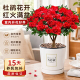 泰西丝杜鹃花盆栽四季常青室内外绿植阳台耐寒好养花卉盆景植物源头直发