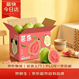 京鲜生红心珍珠芭乐/番石榴 净重3斤 单果200g+ 生鲜水果礼盒
