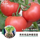 寿禾 各种蔬菜苗活苗带土发货大全菜苗大型苗场秋冬秧苗山东寿光种苗 [穴盘苗]粉冠番茄苗 6棵+200g肥