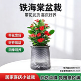 泰西丝虎刺梅铁海棠盆栽绿植花卉植物室内桌面好养活阳台常青花源头直发