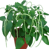 花友秀 无架豆  蔬菜种子菜籽 阳台种菜 盆栽 高出芽率精装 无架豆种子原包装