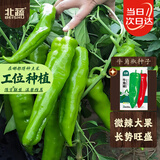 北蔬 牛角椒辣椒种子苗杂交特大果微辣尖椒盆栽菜种籽 牛角椒种子50粒