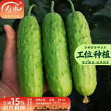 寿禾 旱黄瓜种子强雌籽种各种水果青瓜秋季四季蔬菜寿光种籽 【老品种】冰翡翠旱黄瓜种子10g约300粒