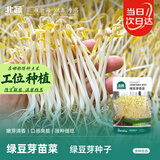 北蔬 绿豆芽苗菜种子种苗家庭水培无土栽培菜种籽 绿豆芽苗菜种子200g