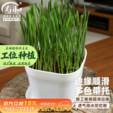 寿禾 花盆超小塑料园艺种植多肉盆栽带托盘 韦尼恩盆含托1个装