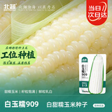 北蔬 白甜糯玉米种子苗早熟超甜大棒型 白玉糯909玉米种子200g约700粒