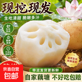 新鲜莲藕脆藕现挖带泥莲藕农家自种烧烤凉拌下酒菜京东包邮 5斤 含箱