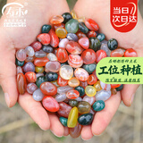 寿禾 雨花石鹅卵石七彩石鱼缸造景装饰景观石子 500g雨花石0.8-1.5cm