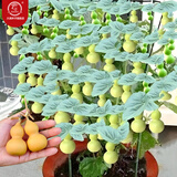 大禹手捻小葫芦籽种子苗大全盆栽特小文玩葫芦瓜巨型蔬菜秋冬季阳台 草里金手捻葫芦种子20粒