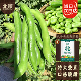 北蔬蚕豆种子苗特大早熟耐寒菜种籽【大粒型】北斗七星蚕豆种子半斤装
