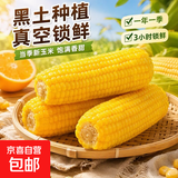 新鲜真空黄糯玉米加热即食大棒东北五常甜糯玉米早餐超市直播间 真空黄糯玉米4根*220g 净重